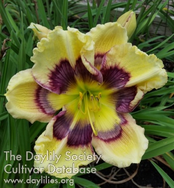 Lily Farm Berrylicious AHS image