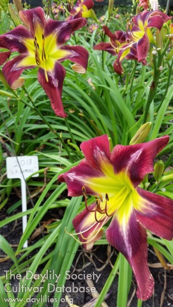 Lily Farm Compass AHS image