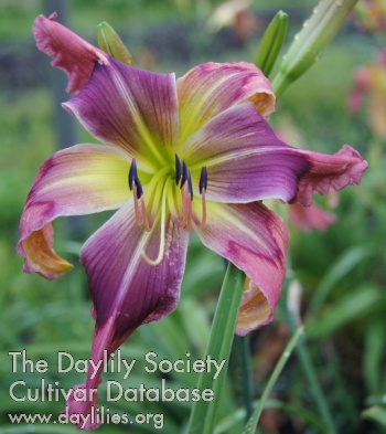 Lily Farm Exotica AHS image