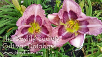 Lily Farm Finest Jewel AHS image