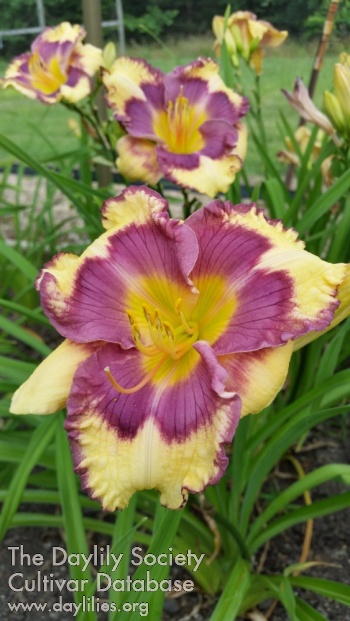 Lily Farm Wishing Well AHS image