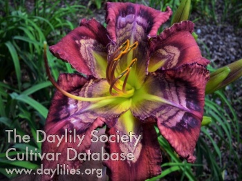 Absolutely Stellar image