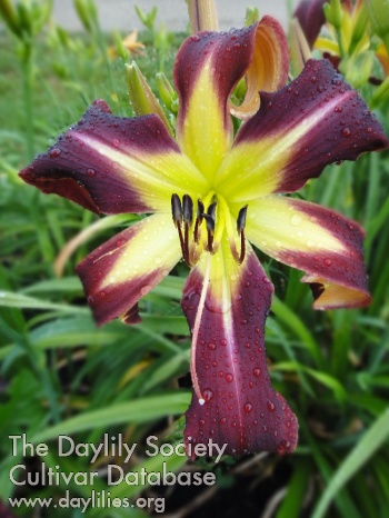 Badgerland Purple Dancer AHS image