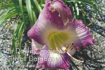 Dixieland Blues AHS image