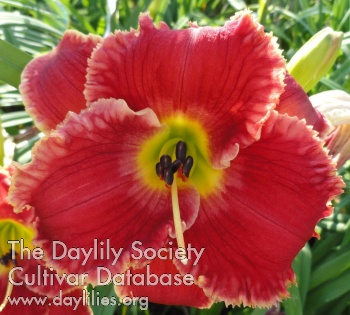 Druid City Crimson Tutu AHS image
