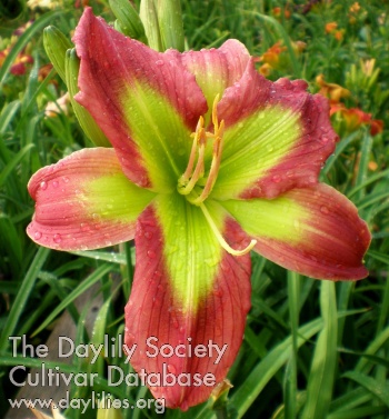 Miss Applegreen AHS image