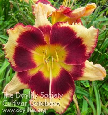 Beet Red Beauty AHS image