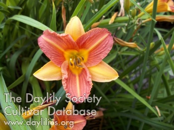 Olga's Choice AHS image