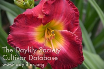 Cerise Delight