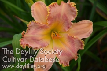Peachy Keen Sunset AHS image