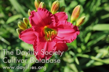 Once Again Red Mittens AHS image