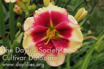 Boisterous Beauty AHS image