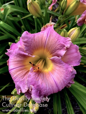 Debbie Fahlman AHS image