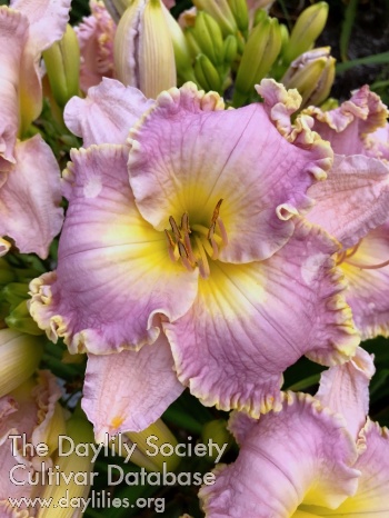 Halcyon Skies AHS image