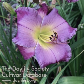 Rhapsody in the Rain AHS image