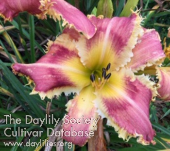 Griffes de Dionysos AHS image