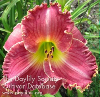 Seneca Rose Princess AHS image