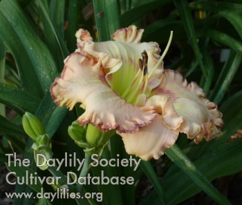 Lillian Davis AHS image