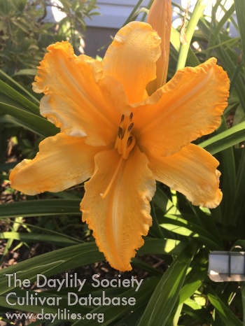 Scented Sunshine AHS image