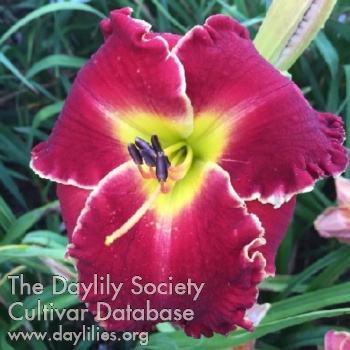 Red Ruler AHS image