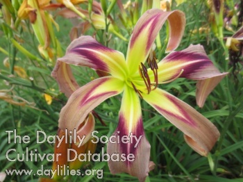 Boitzer Grey Cascade AHS image