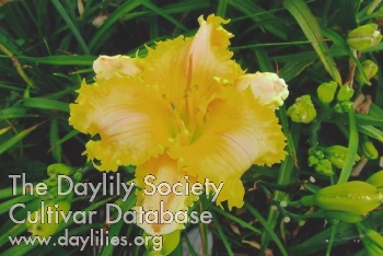 Bee's Dick Jaeger AHS image
