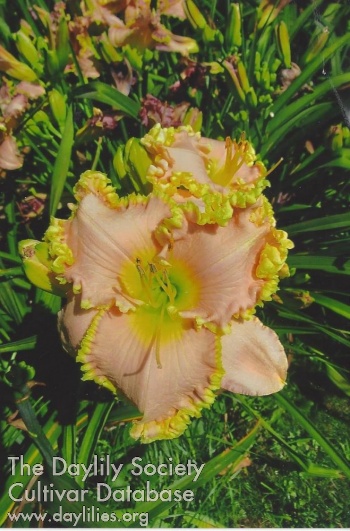 Bee's Dr Preston Adams AHS image