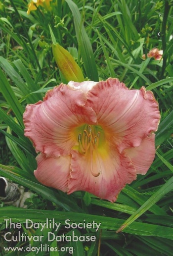 Bee's Quin Downie Bisland AHS image