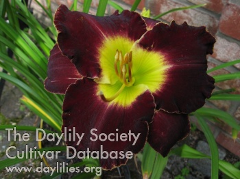 Holsteiner Moulin Rouge AHS image