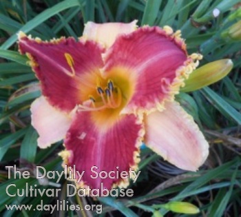 Rescued Soul AHS image