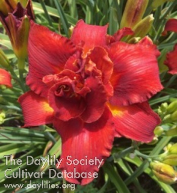 Scarlet Lady