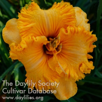 Spacecoast Cheddar Beauty AHS image