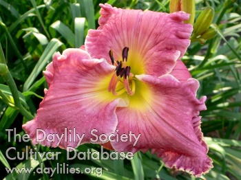 Asheville Pinky Winky AHS image