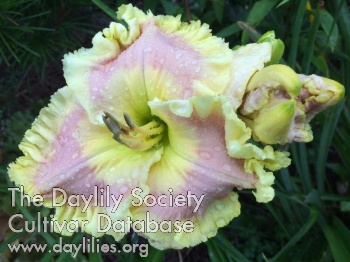 Greywoods Country Diva AHS image
