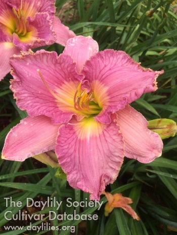 An Orchid for Mother