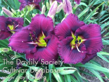 Midnight Merlot AHS image