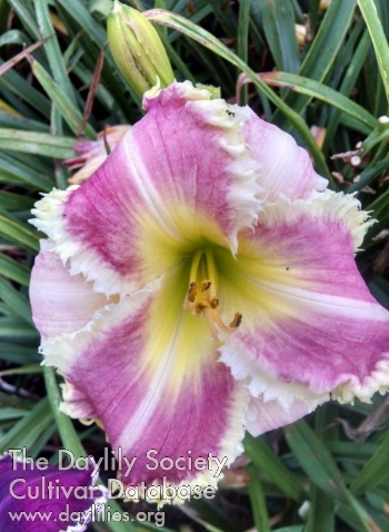 Edna Czelada AHS image