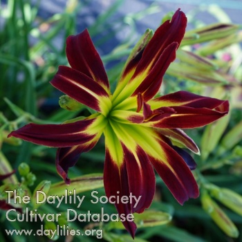 Double Red Firecracker AHS image