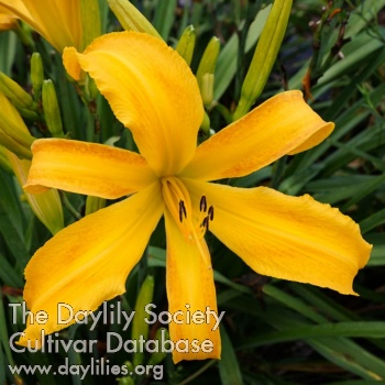 Canary Cruiser AHS image