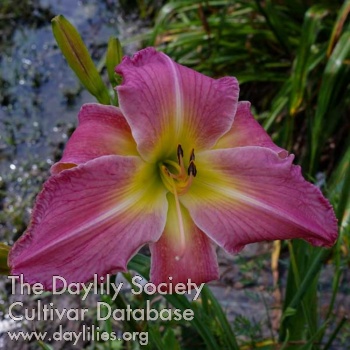 Heavenly Hearts Aglow AHS image