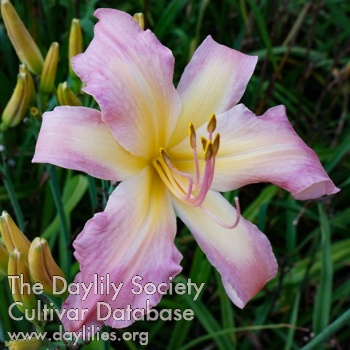 Heavenly Lovey Dovey AHS image