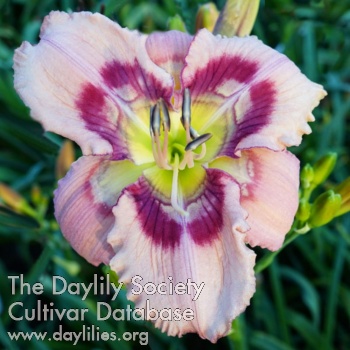 Patterned Pink Perfection AHS image