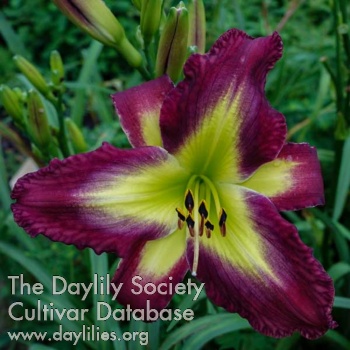 Heavenly Purplicious AHS image