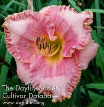 Delight Fisher AHS image