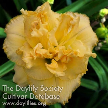 Double Honey Cream AHS image