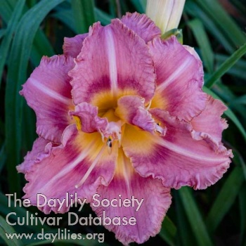 Striped Double Truffle AHS image