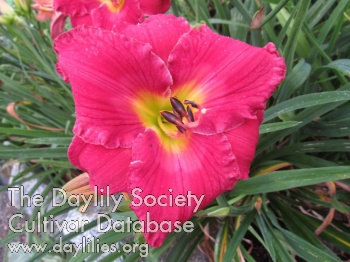 Cerise Surprise AHS image