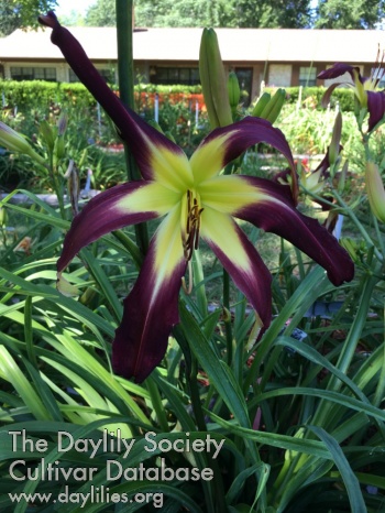 Cathy's Love and Heart- James AHS image
