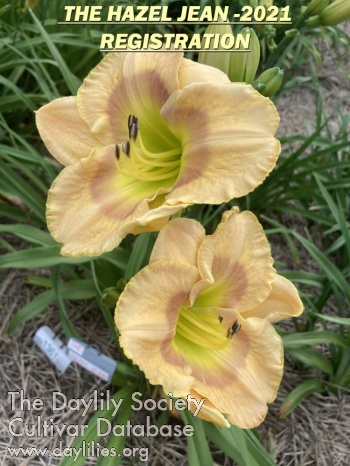 The Hazel Jean AHS image