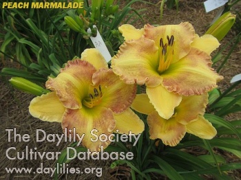 Peach Marmalade AHS image
